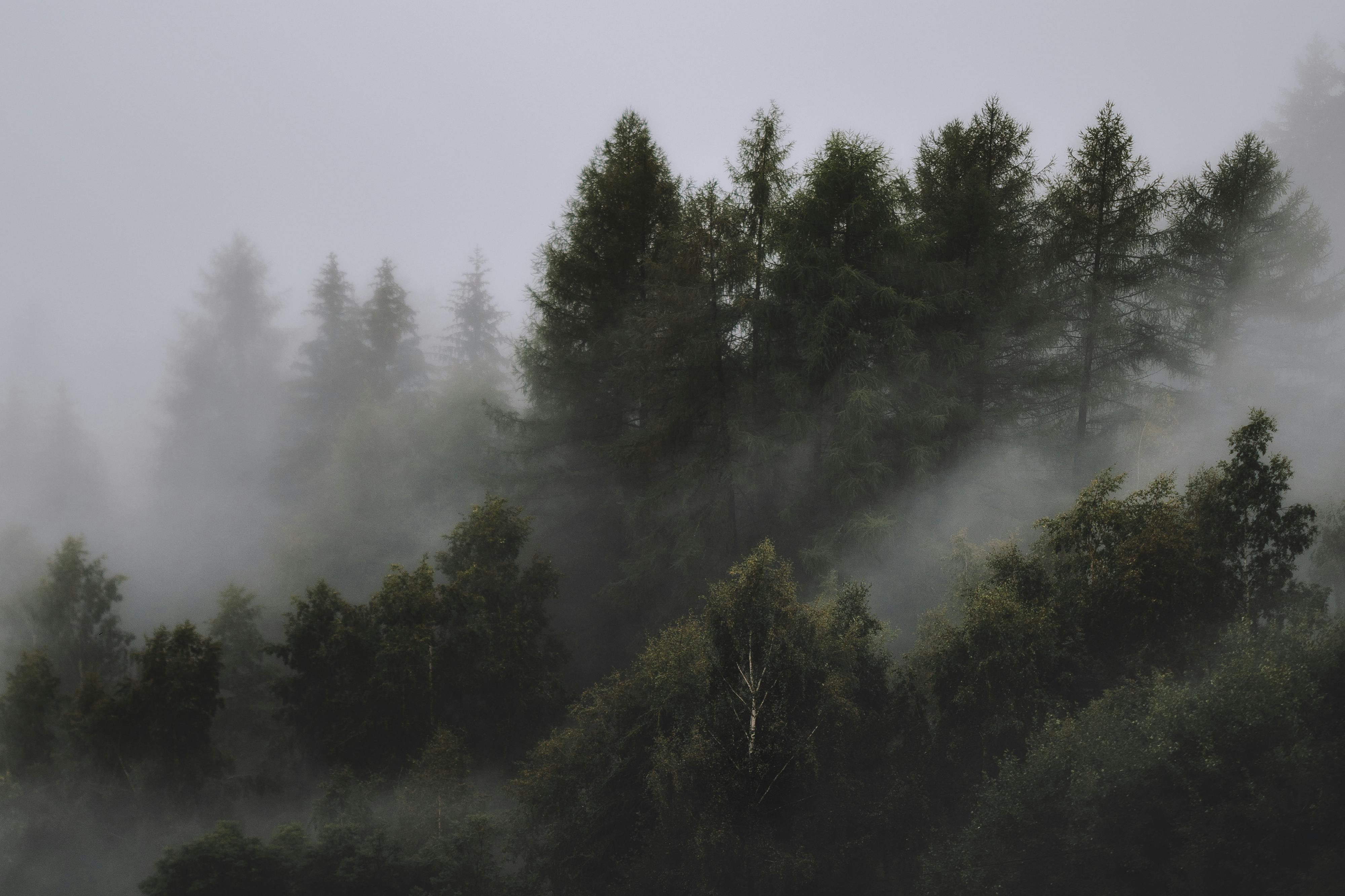 tree