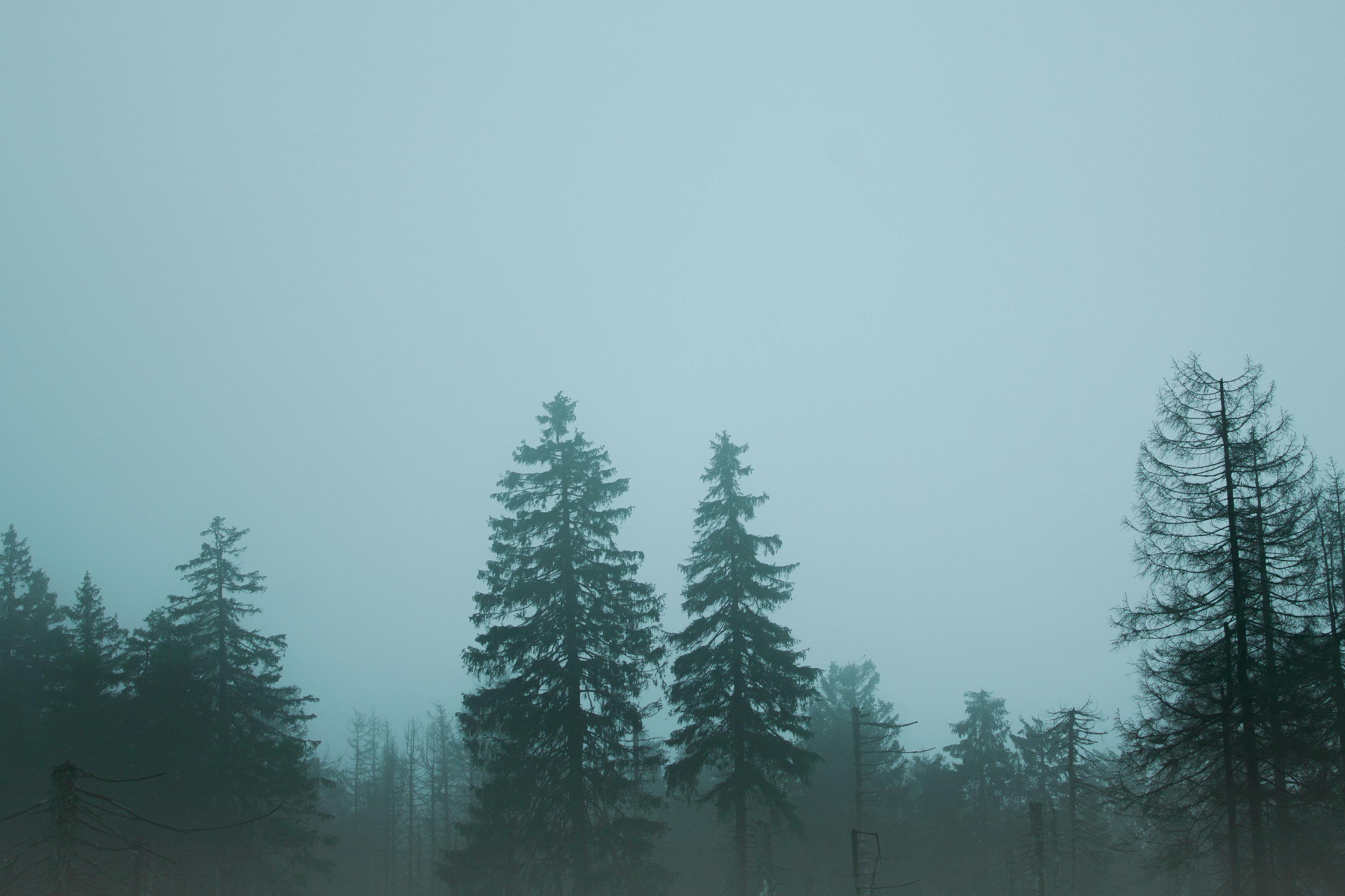 forest